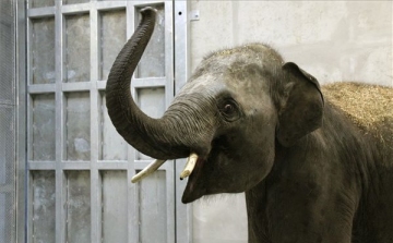 Megérkeztek a veszprémi állatkertbe az elefántok