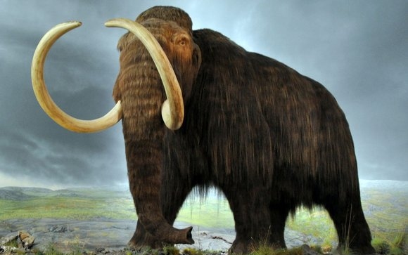 Kihalt mamut DNS-ét ültették be elefánt DNS-be