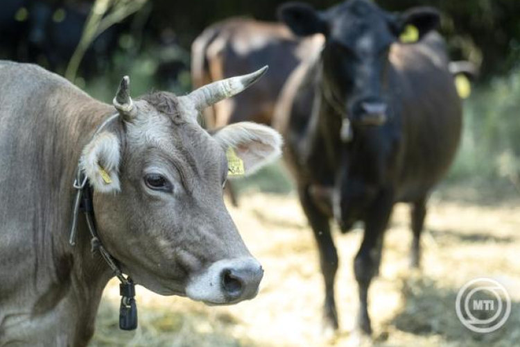 Magyar fejlesztés javíthatja az állatjólétet és a hatékonyságot a tejtermelő gazdaságokban