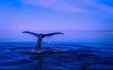 A kék bálnák a legnagyobb mikroműanyag-fogyasztók a világon