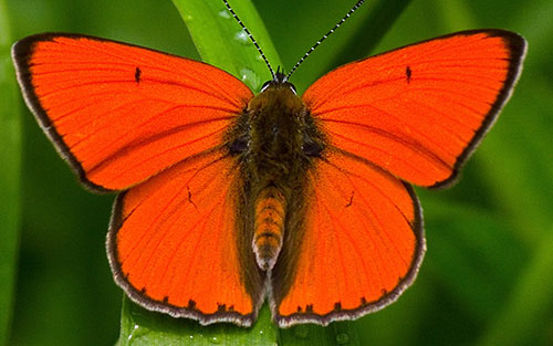 Az év lepkéje 2026-ban a nagy tűzlepke