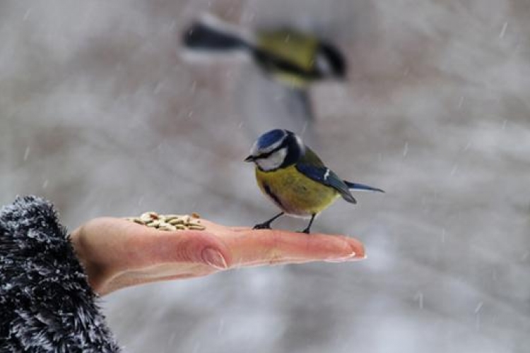 A téli madáretetés fontosságára figyelmeztetnek a madárvédők